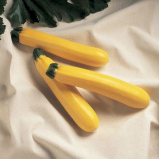 Golden Delight Summer Squash Thumbnail